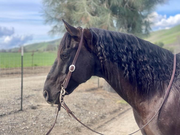 American Quarter Horse Gelding 11 years 15 hh Black in Paicines CA