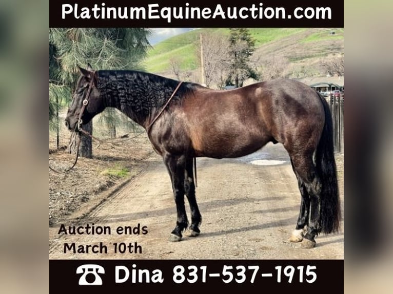 American Quarter Horse Gelding 11 years 15 hh Black in Paicines CA