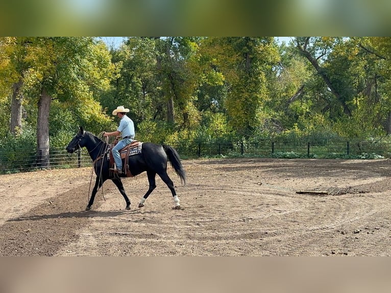 American Quarter Horse Gelding 11 years 15 hh Black in Valley Springs