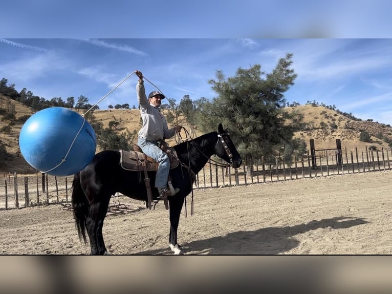 American Quarter Horse Gelding 11 years 15 hh Black in Paicines, CA