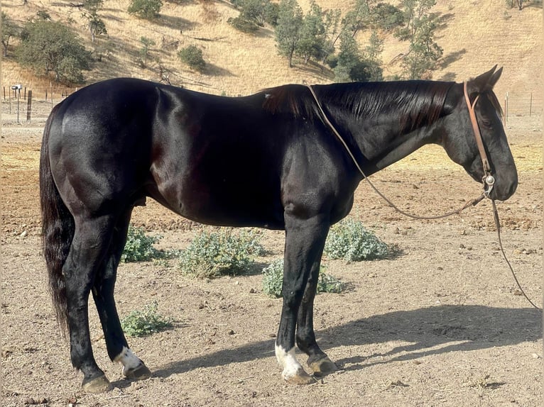 American Quarter Horse Gelding 11 years 15 hh Black in Paicines, CA