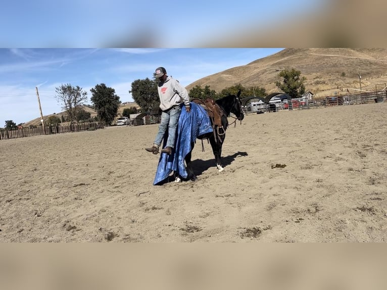 American Quarter Horse Gelding 11 years 15 hh Black in Paicines, CA