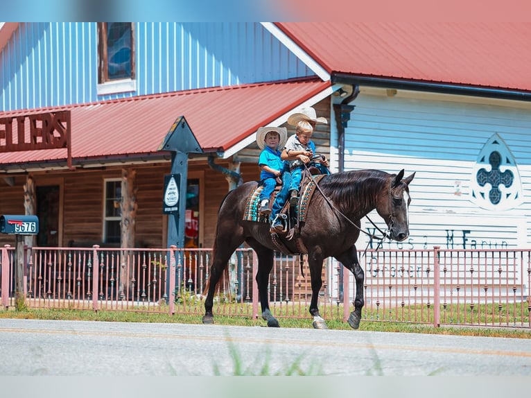 American Quarter Horse Gelding 11 years 15 hh Black in Lyles