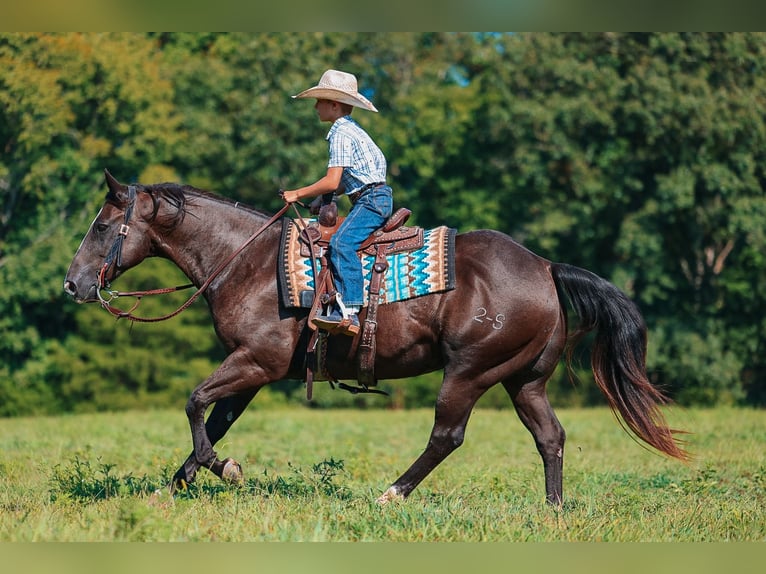 American Quarter Horse Gelding 11 years 15 hh Black in Lyles