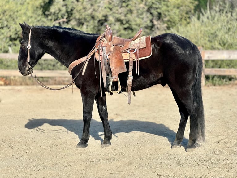 American Quarter Horse Gelding 11 years 15 hh Black in Bitterwater CA