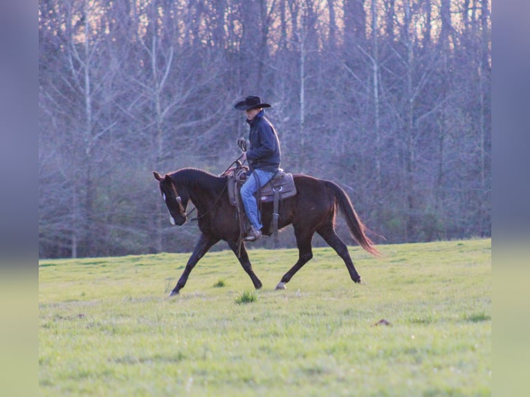 American Quarter Horse Gelding 11 years 15 hh Black in Carrollton KY