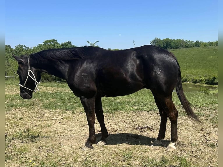 American Quarter Horse Gelding 11 years 15 hh Black in Carrollton KY