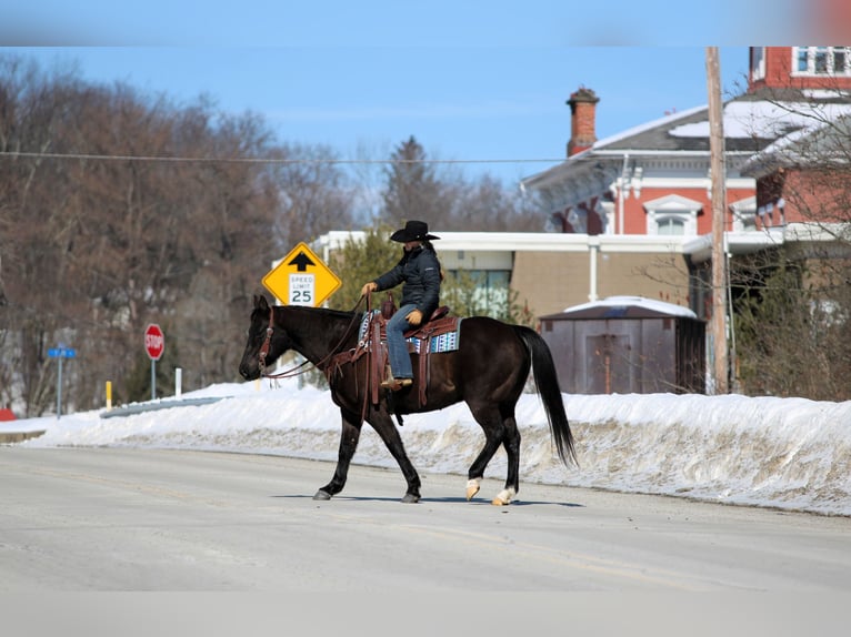 American Quarter Horse Gelding 11 years 15 hh Black in Clarion