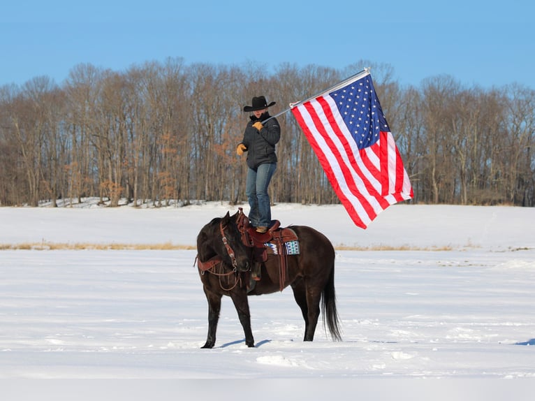 American Quarter Horse Gelding 11 years 15 hh Black in Clarion