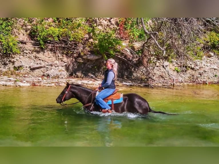 American Quarter Horse Gelding 11 years 15 hh Black in Stephenville, TX