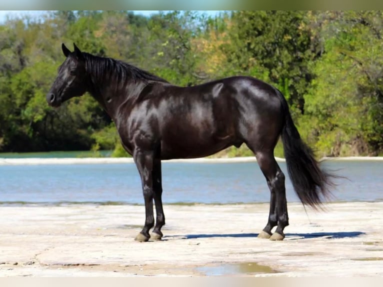 American Quarter Horse Gelding 11 years 15 hh Black in Stephenville, TX