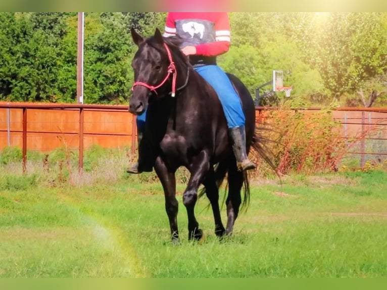 American Quarter Horse Gelding 11 years 15 hh Black in Stephenville, TX