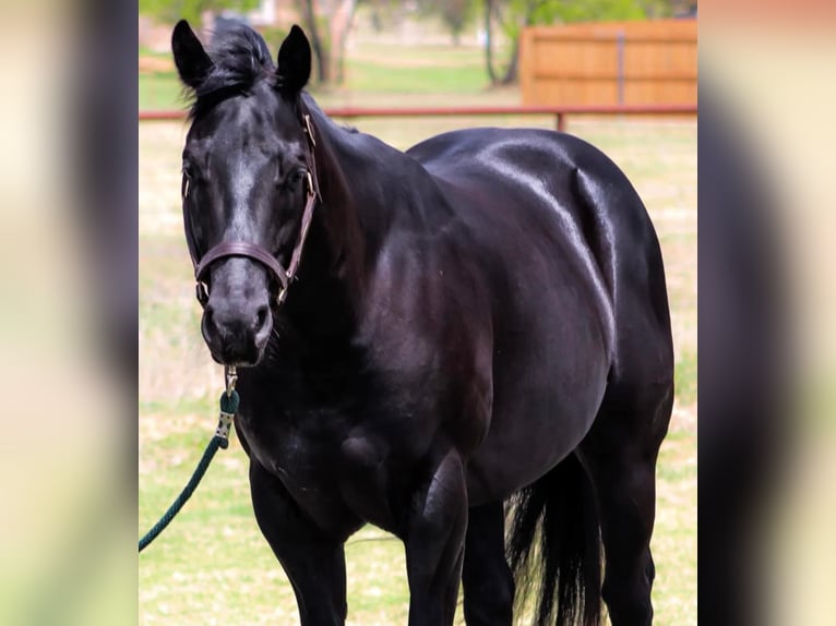 American Quarter Horse Gelding 11 years 15 hh Black in Stephenville, TX