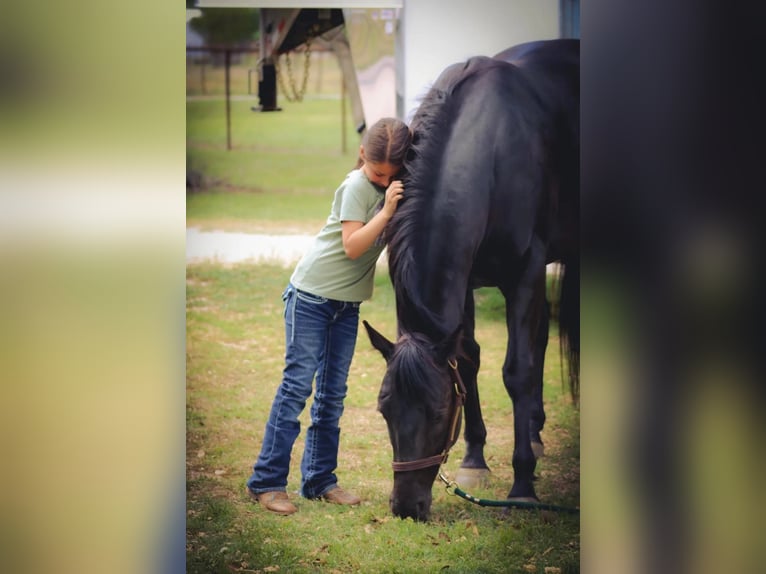 American Quarter Horse Gelding 11 years 15 hh Black in Stephenville, TX