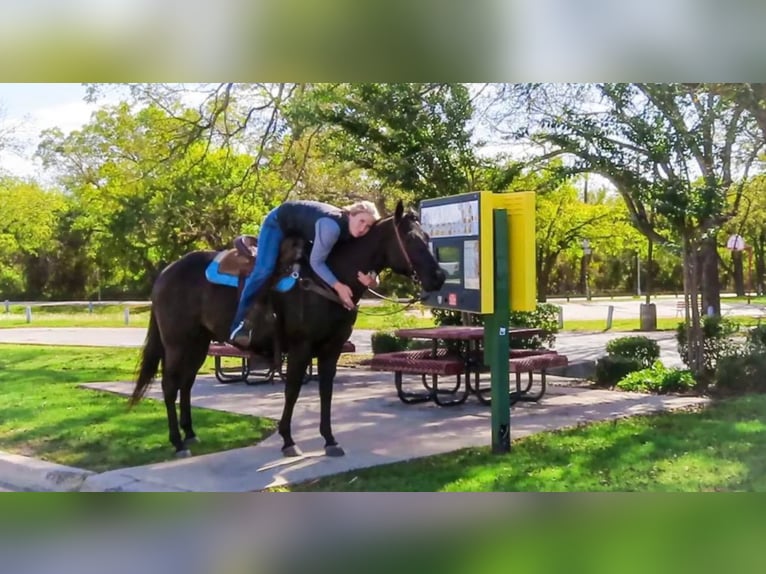 American Quarter Horse Gelding 11 years 15 hh Black in Stephenville, TX