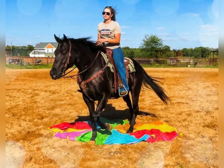 American Quarter Horse Gelding 11 years 15 hh Black in Stephenville, TX