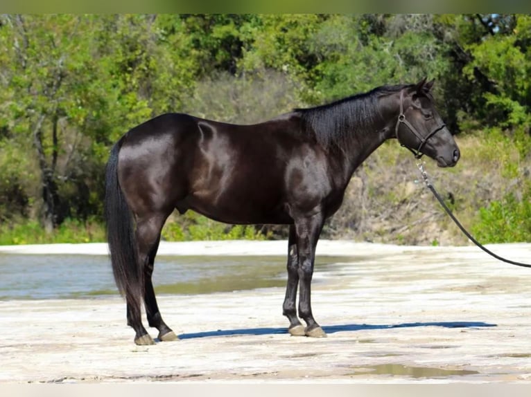 American Quarter Horse Gelding 11 years 15 hh Black in Stephenville, TX