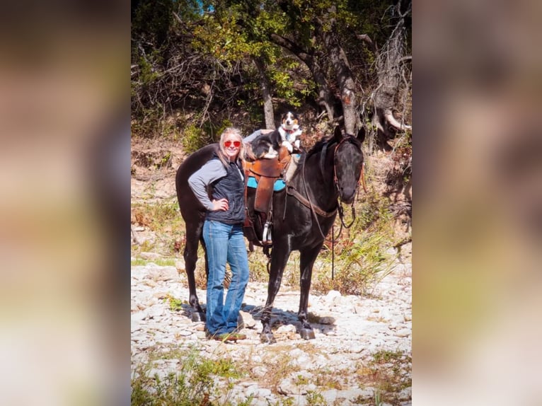 American Quarter Horse Gelding 11 years 15 hh Black in Stephenville, TX