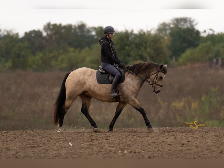 American Quarter Horse Gelding 11 years 15 hh Buckskin in Bogard