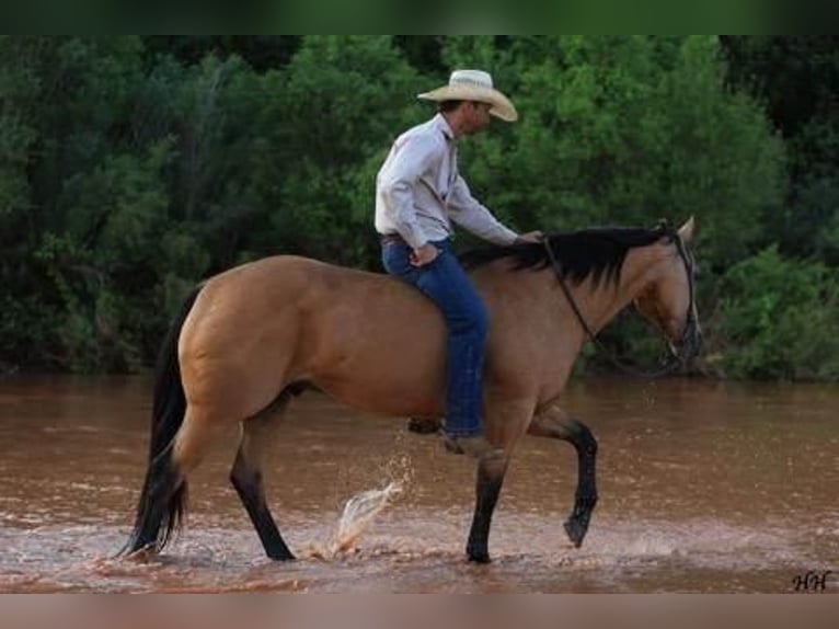 American Quarter Horse Gelding 11 years 15 hh Buckskin in Canyon, TX