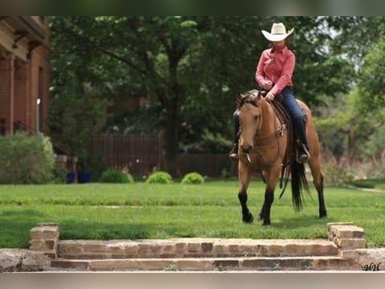 American Quarter Horse Gelding 11 years 15 hh Buckskin in Canyon, TX