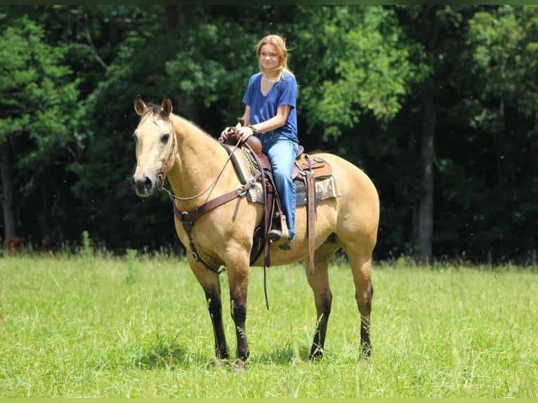 American Quarter Horse Mix Gelding 11 years 15 hh Buckskin in Clarion, PA