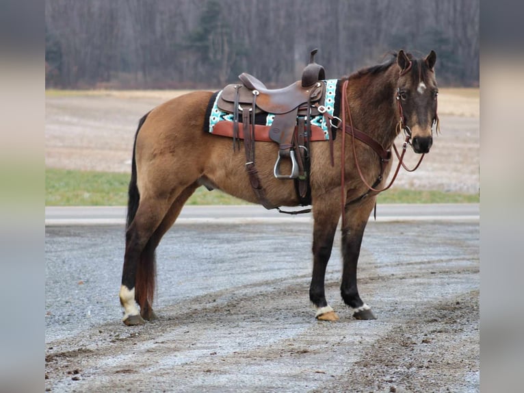 American Quarter Horse Gelding 11 years 15 hh Buckskin in Rebersburg, PA