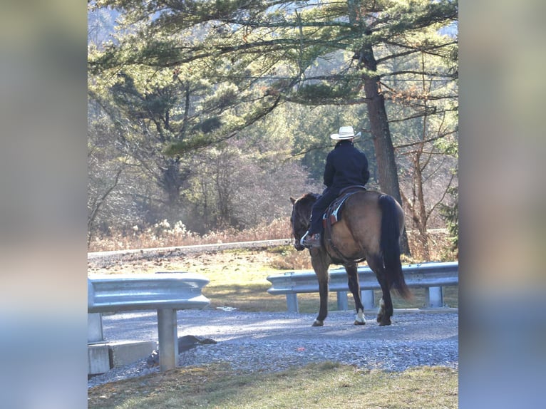 American Quarter Horse Gelding 11 years 15 hh Buckskin in Rebersburg, PA