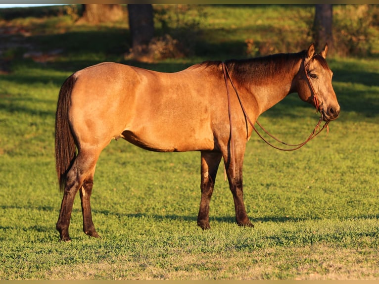 American Quarter Horse Gelding 11 years 15 hh Buckskin in Stephenville, TX
