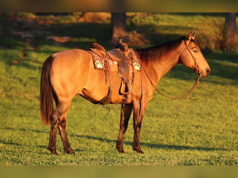 American Quarter Horse Gelding 11 years 15 hh Buckskin in Stephenville, TX