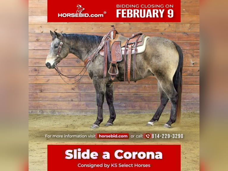 American Quarter Horse Gelding 11 years 15 hh Buckskin in Clarion