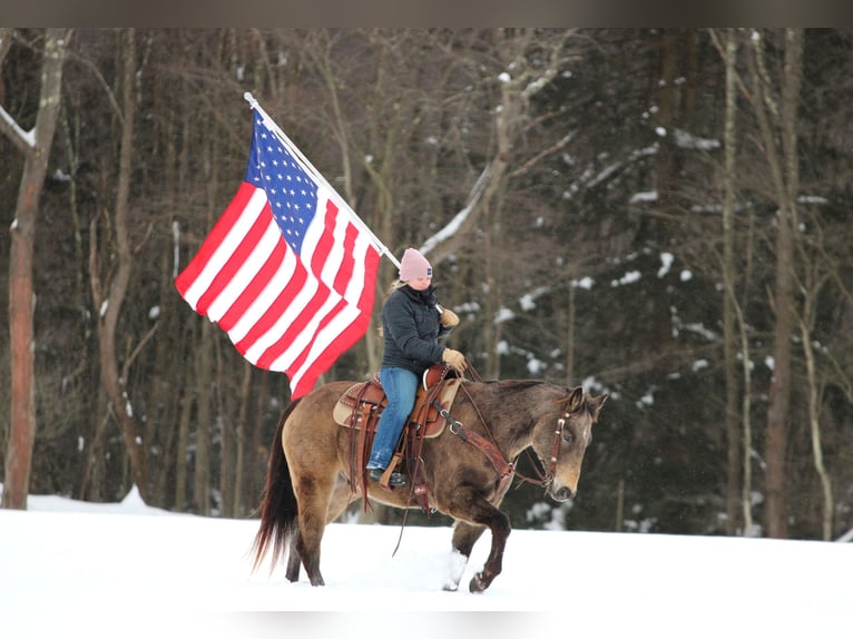 American Quarter Horse Gelding 11 years 15 hh Buckskin in Clarion