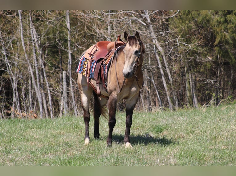 American Quarter Horse Gelding 11 years 15 hh Buckskin in Sonora, KY