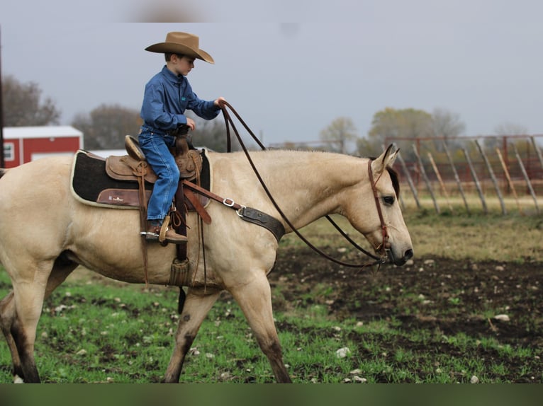 American Quarter Horse Gelding 11 years 15 hh Buckskin in Stephenville TX