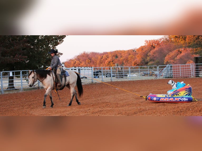 American Quarter Horse Gelding 11 years 15 hh Buckskin in Stephenville TX