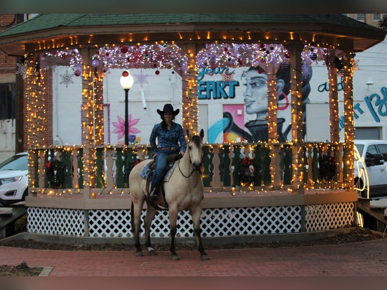 American Quarter Horse Gelding 11 years 15 hh Buckskin in Stephenville TX