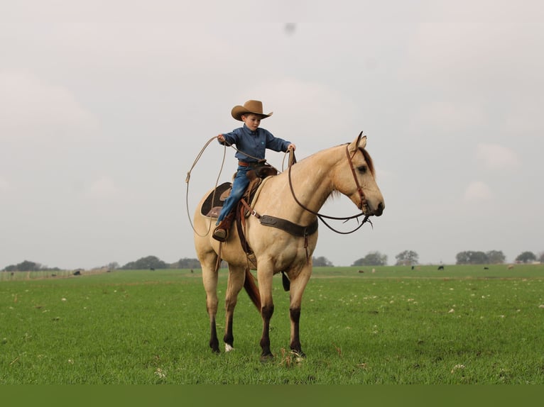 American Quarter Horse Gelding 11 years 15 hh Buckskin in Stephenville TX