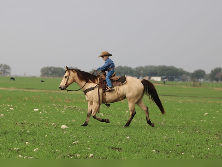 American Quarter Horse Gelding 11 years 15 hh Buckskin in Stephenville TX