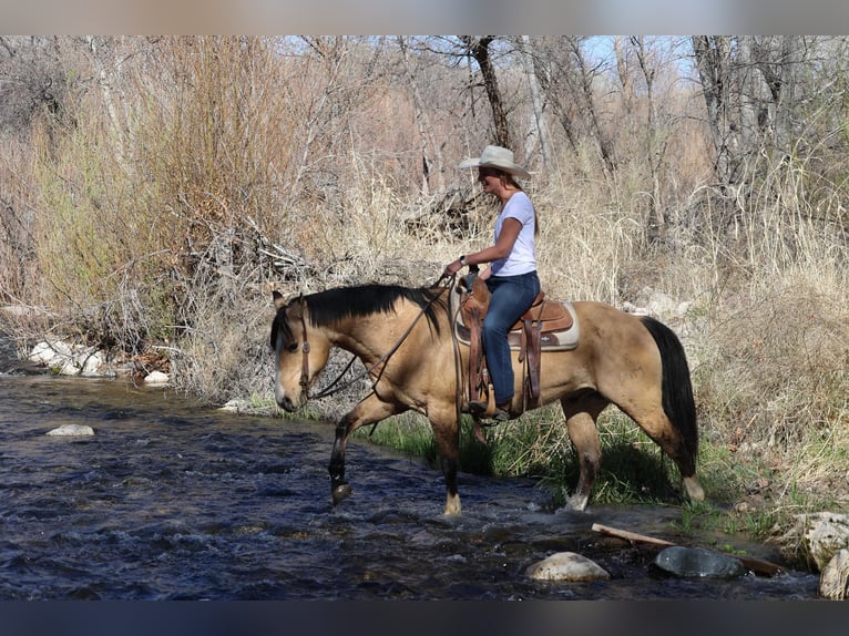 American Quarter Horse Gelding 11 years 15 hh Buckskin in Camp Verde AZ