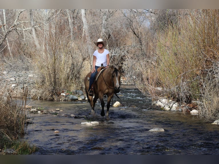 American Quarter Horse Gelding 11 years 15 hh Buckskin in Camp Verde AZ