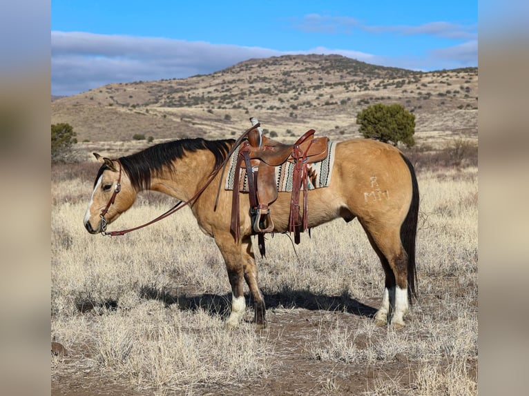 American Quarter Horse Gelding 11 years 15 hh Buckskin in Camp Verde AZ