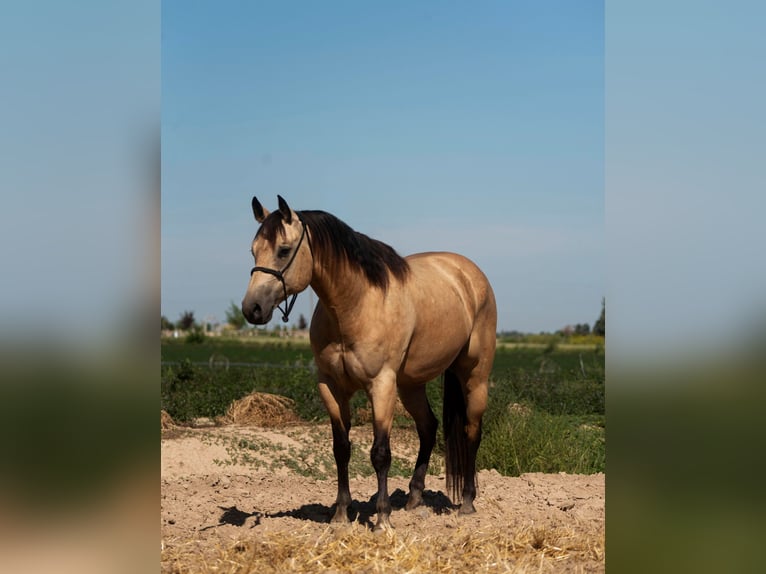 American Quarter Horse Gelding 11 years 15 hh Buckskin in Homedale ID