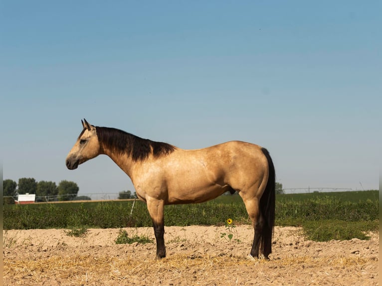 American Quarter Horse Gelding 11 years 15 hh Buckskin in Homedale ID