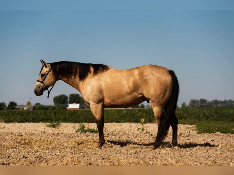 American Quarter Horse Gelding 11 years 15 hh Buckskin in Homedale ID