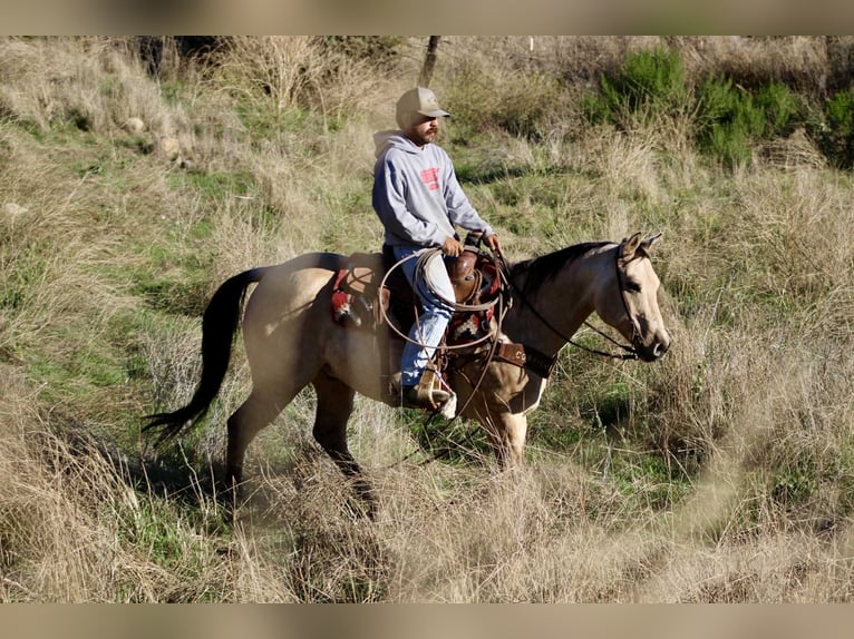 American Quarter Horse Gelding 11 years 15 hh Buckskin in Paicines CA