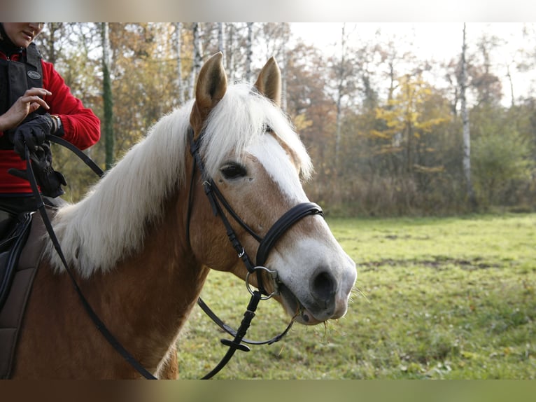American Quarter Horse Mix Gelding 11 years 15 hh Chestnut-Red in Friesenheim