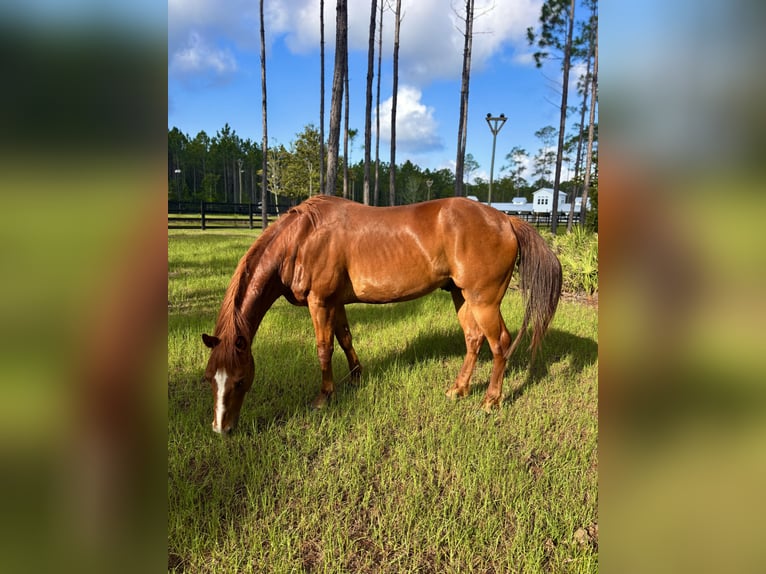 American Quarter Horse Gelding 11 years 15 hh Chestnut in Santa Rosa Beach