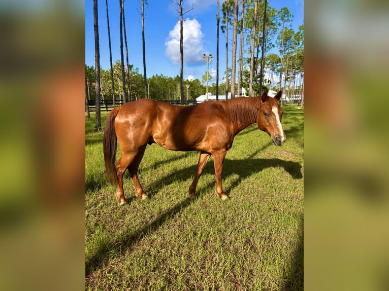 American Quarter Horse Gelding 11 years 15 hh Chestnut in Santa Rosa Beach