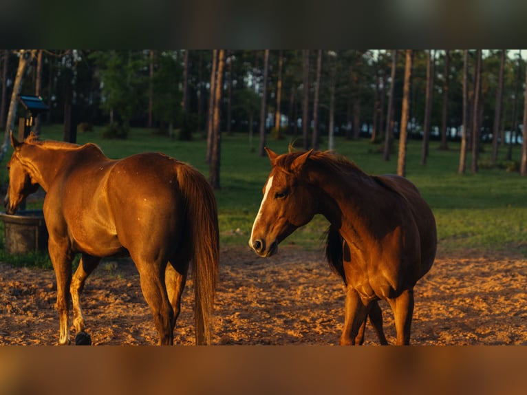 American Quarter Horse Gelding 11 years 15 hh Chestnut in Santa Rosa Beach