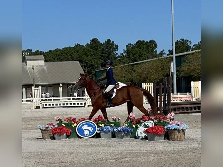 American Quarter Horse Gelding 11 years 15 hh Chestnut in Santa Rosa Beach